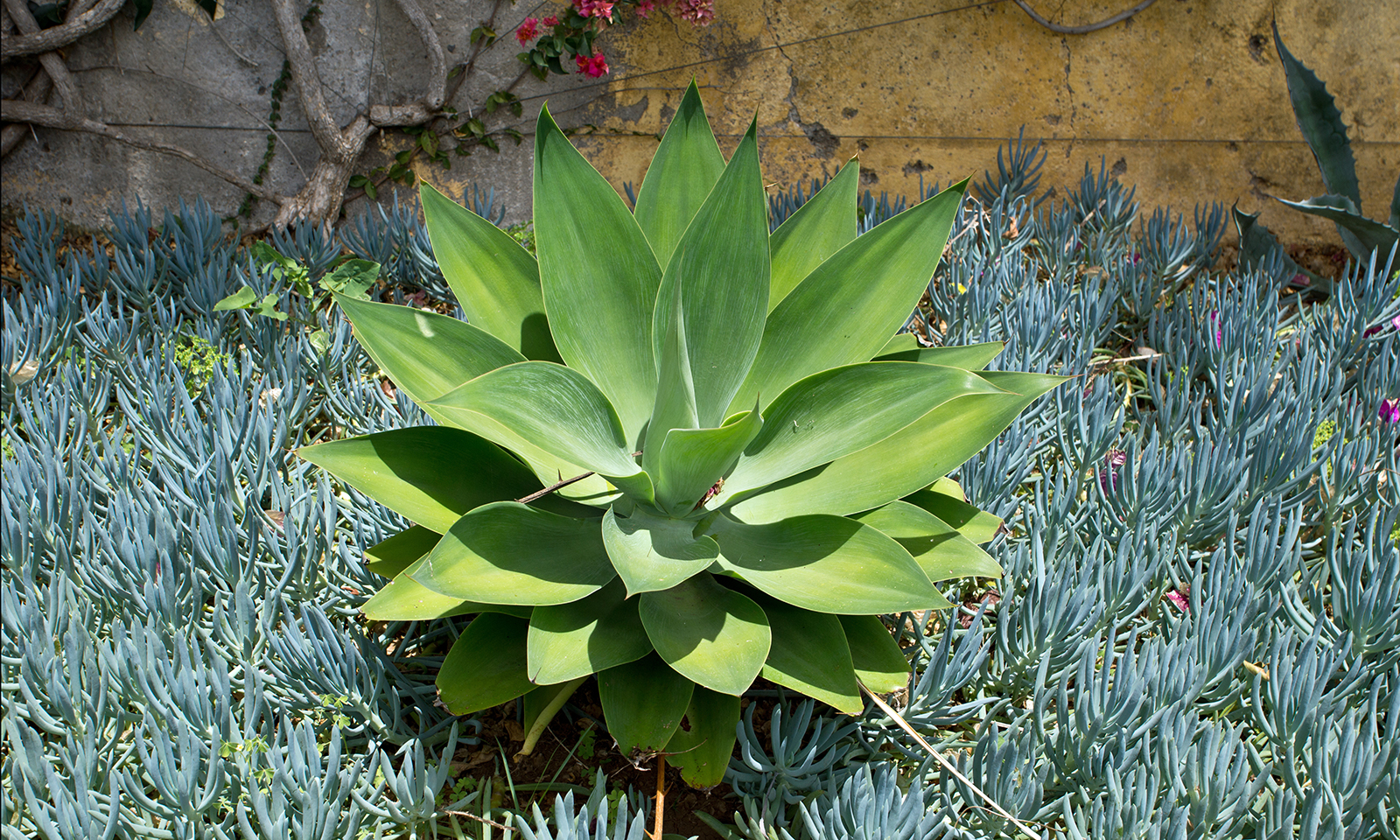Succulents offer a sustainable path to a beautiful garden