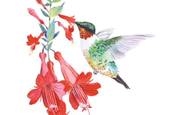 CALIFORNIA NATIVE PLANT OF THE MONTH