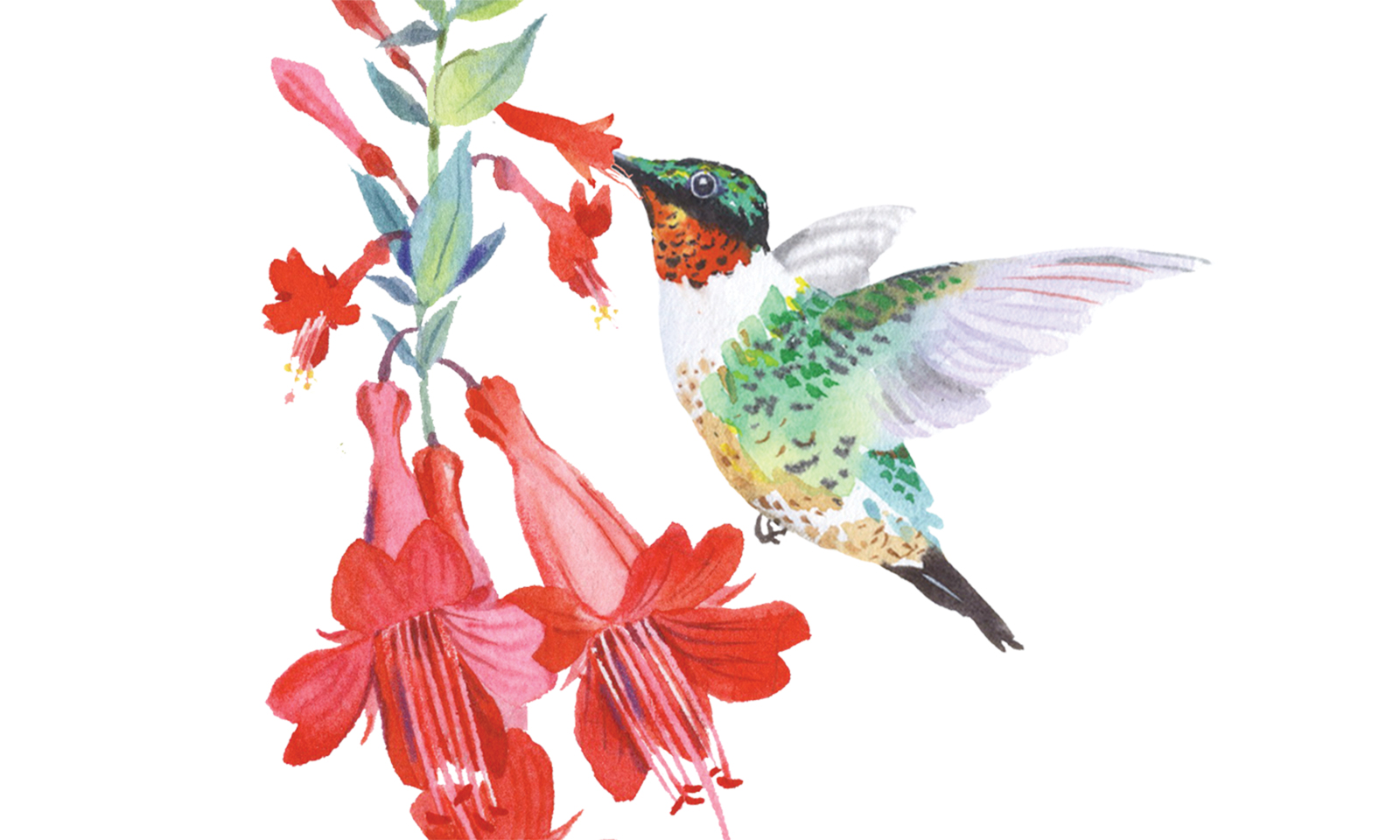 CALIFORNIA NATIVE PLANT OF THE MONTH