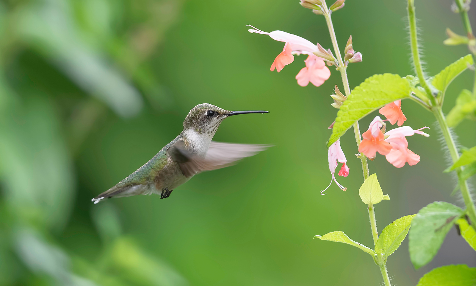 California native plants are for the birds