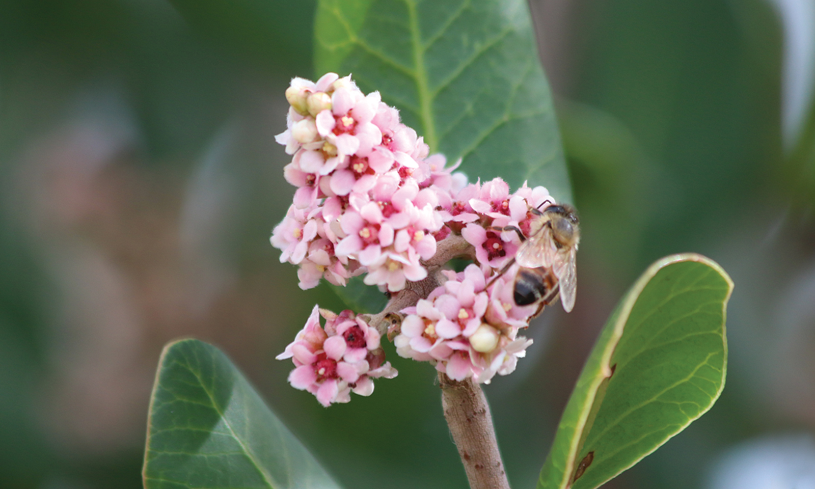 How to be a wildflower expert on your next hike