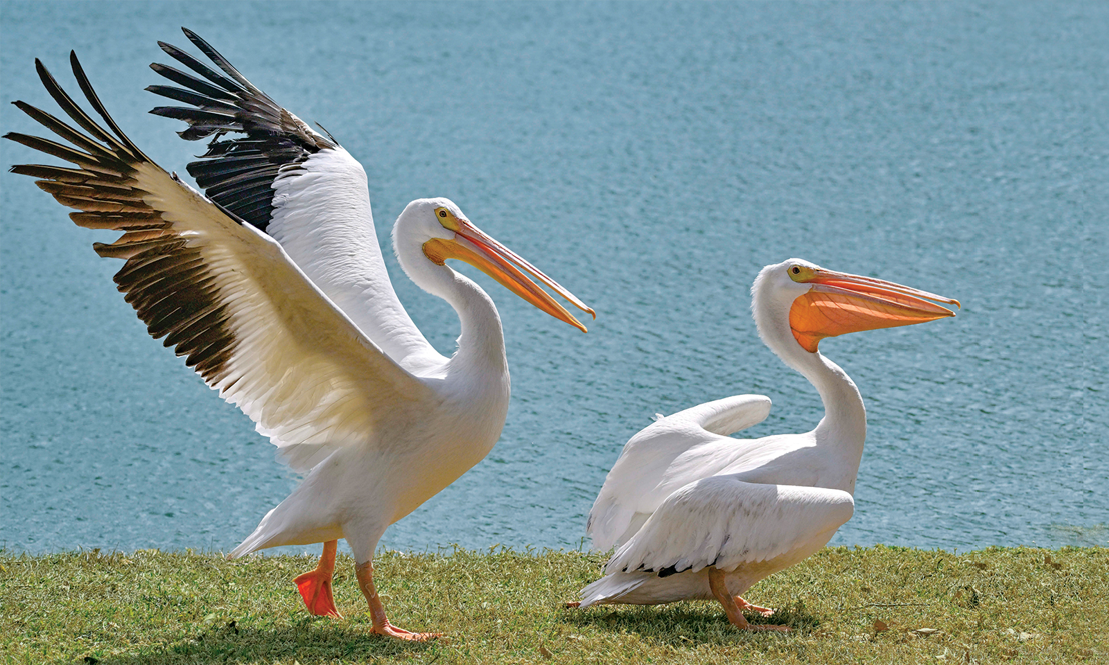 White pelicans take flight after recovery