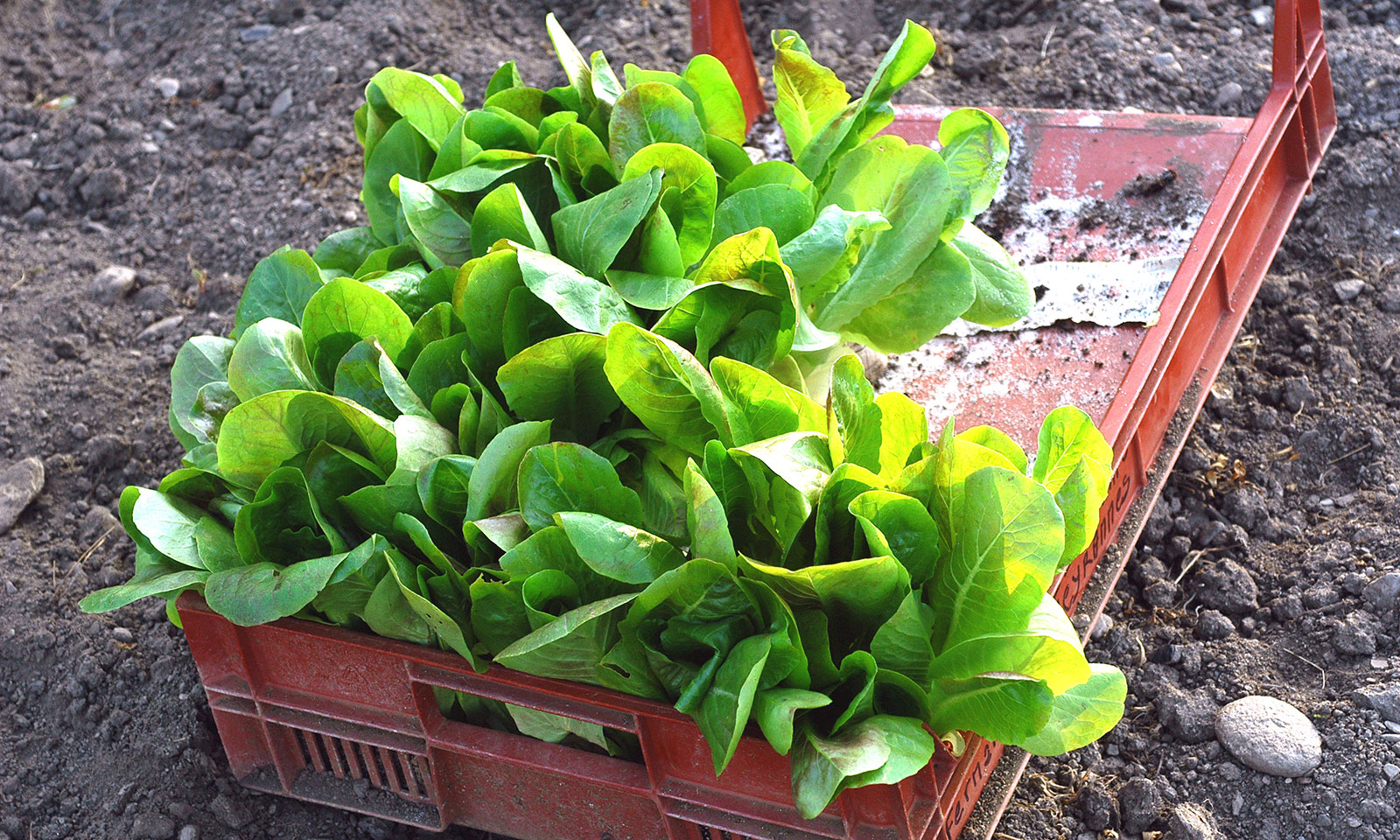 Founders Farm reopens at new home