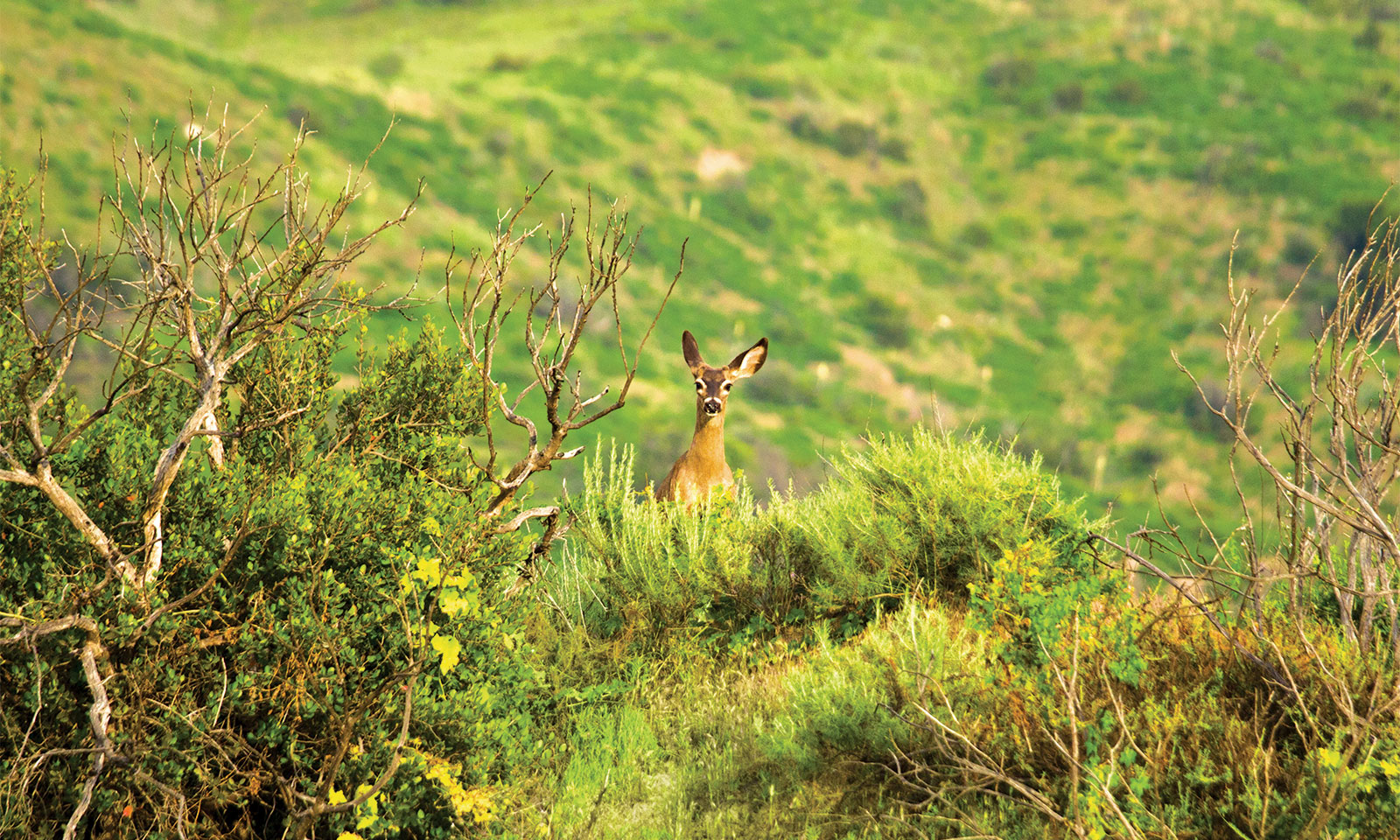 Wildlife wonderland within easy reach