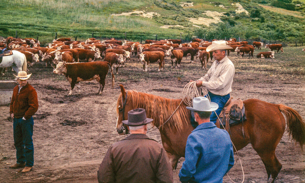 Cattle Camp: Where the Old West comes alive