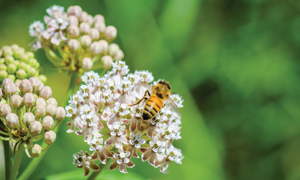 What’s the buzz about bees and butterflies?