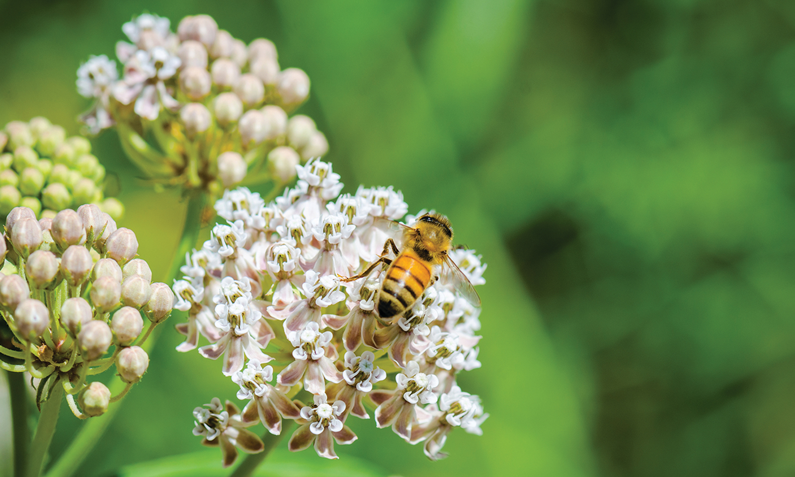 What’s the buzz about bees and butterflies?