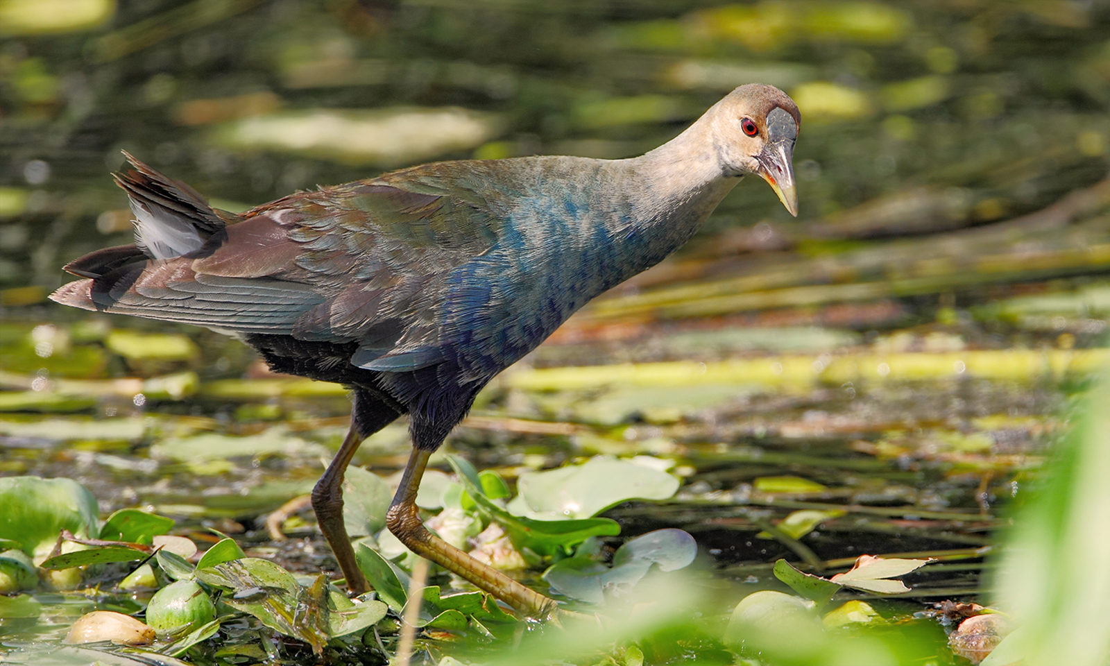 Rare-bird sighting lures crowds to marsh